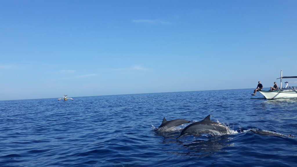 Experiencing Lovina’s Dolphins, A Morning Spectacle Like No Other