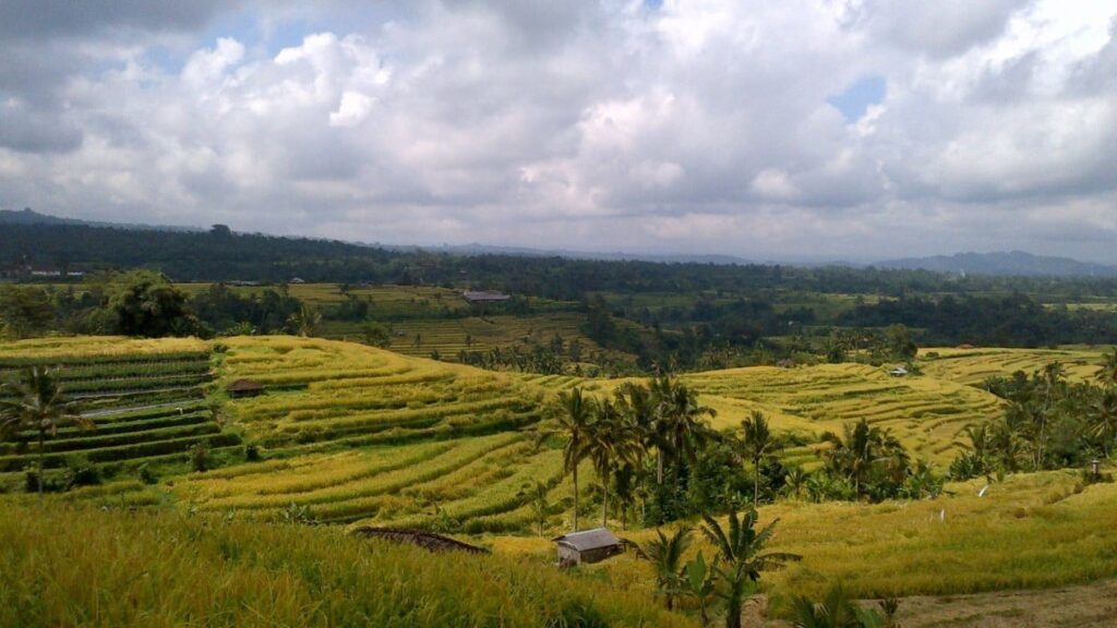 Discover Bali’s Majestic Rice Terraces: A Journey Through Time and Nature