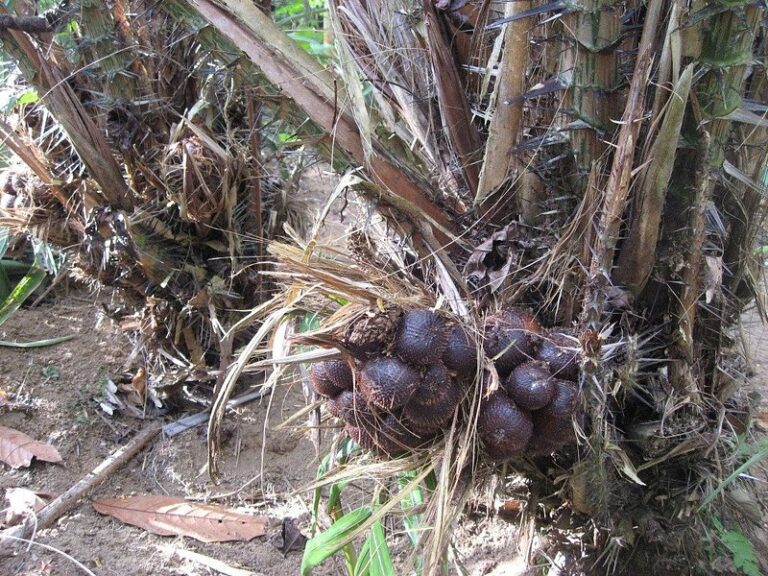 Exploring Sibetan, The Salak Agro-Tourism Gem in Bali
