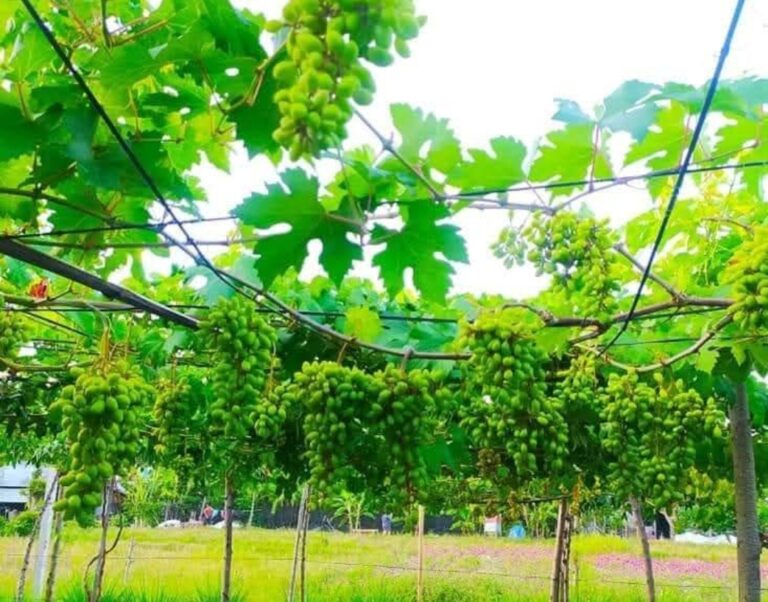 Grape Picking Tourism in the Heart of Denpasar, A Unique Farming Experience at Bali Mesari Farm