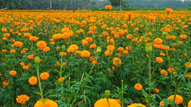 The Golden Fields of Marigolds, A Hidden Gem in Bali’s Highlands
