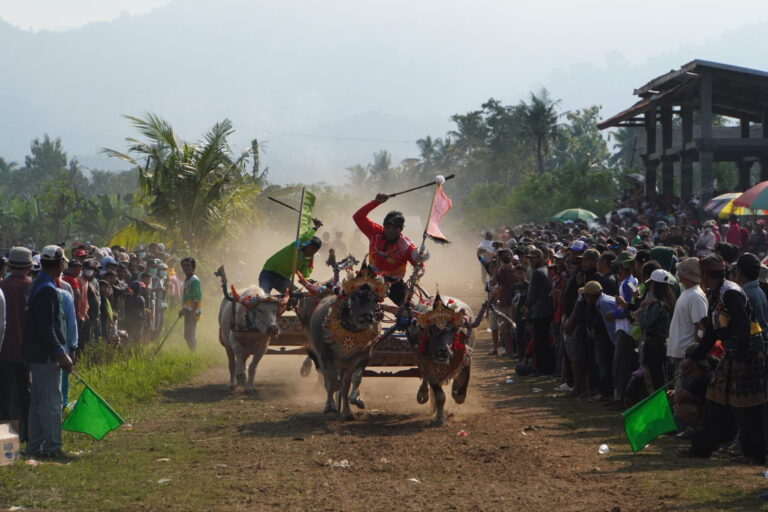 Mekepung: Bali’s High-Speed Buffalo Race You Can’t Miss! However, beyond its serene landscapes, the island is also home to an exhilarating traditional event known as Mekepung. Originating from Jembrana Regency in western Bali, Mekepung is a buffalo racing tradition that has been preserved for generations and remains a highly anticipated cultural spectacle.