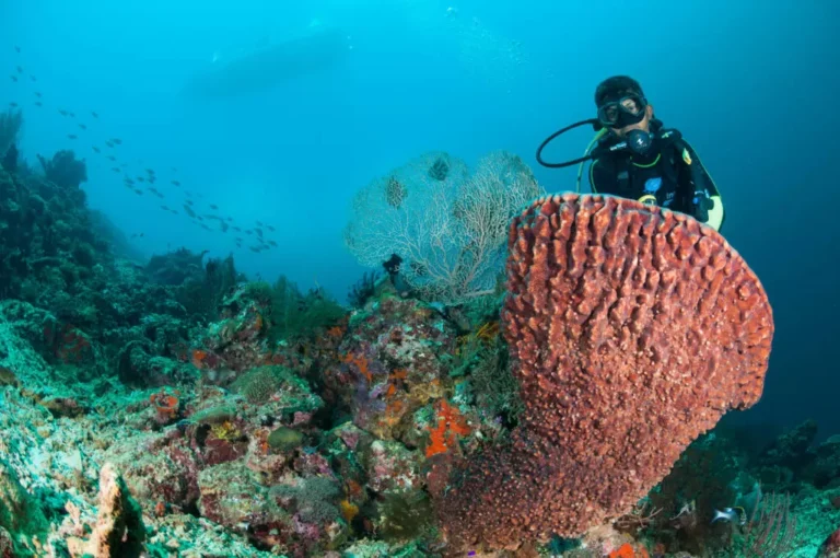 Discover the Hidden Paradise of Menjangan Island, Bali’s Underwater Gem